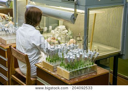 Scientist works in the laboratory for microclonal reproduction of plants using micro propagation technology 