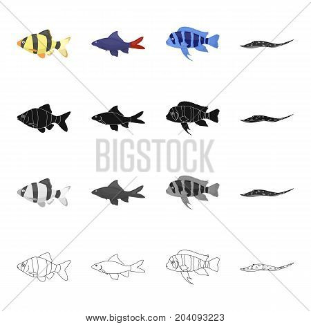Different types of aquarium and sea fish, barbeque, stingray. A fish set collection icons in cartoon black monochrome outline style vector symbol stock illustration .