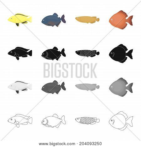 Different types of aquarium and sea fish, the moon. A fish set collection icons in cartoon black monochrome outline style vector symbol stock illustration .