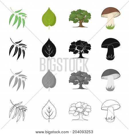 Branch with leaves, leaf, tree in the forest, mushroom. Forest set collection icons in cartoon black monochrome outline style vector symbol stock illustration .