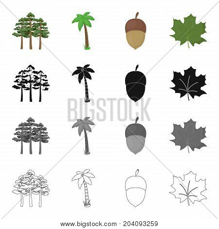 A group of trees in the forest, a palm tree, an acorn, a maple leaf. Forest set collection icons in cartoon black monochrome outline style vector symbol stock illustration .