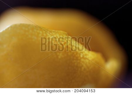 Citrus essential oil, vitamin c serum, beauty care aroma therapy. Macro close up of peel of Lemon. Inside and outside of Lemon.