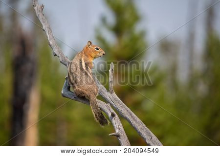 A chipmunk calmly rests on a dead branch.
