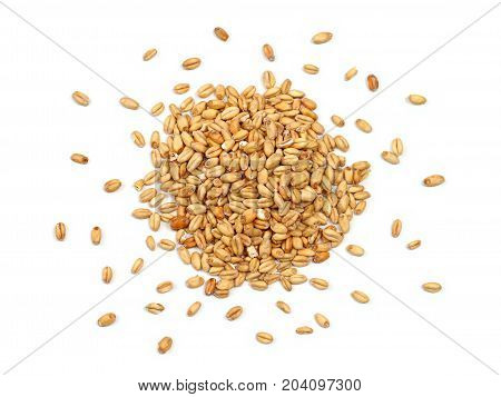 Malted Wheat Grain on a White Background