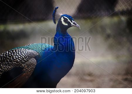 peacock close up face view colorful blue green crest