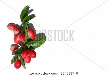 Carissa carandas (Thai fruit Bengal currants) on white background. 
Red berry and green leave. Copy Space.
