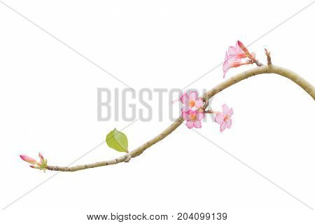 Branch Pink Frangipani isolated on White background. Clipping path