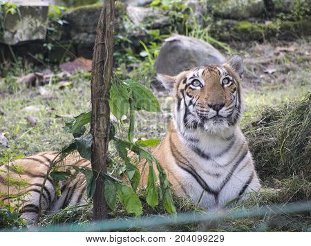 royal bengal tiger in zoo yellow color with black strikes