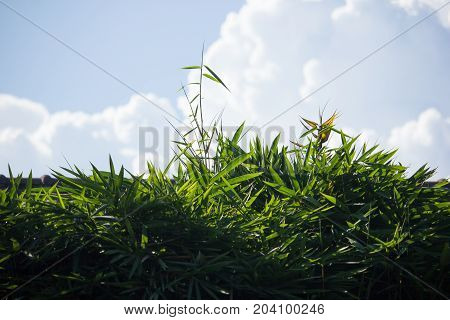 Bamboo Tree And Cloud Scape  Cloud From Tropical Sky.