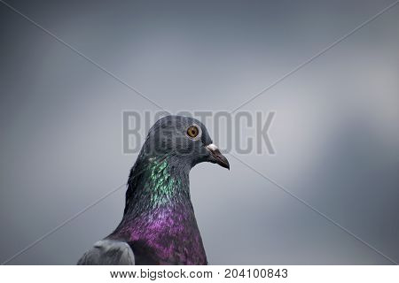 blue bar racer pigeon close up look eyes and colorful neck blue sky background