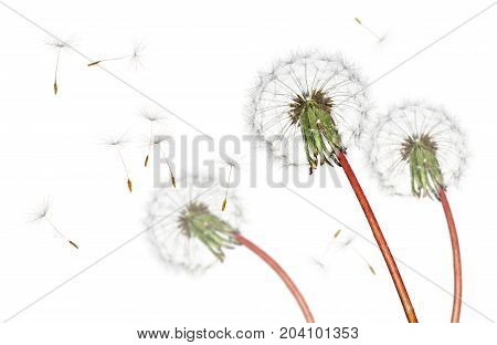 Airborne dandelion seeds flying in the wind, isolated on a white background