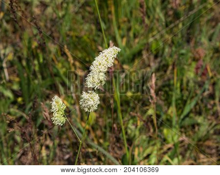 Flowers on Cock's-foot or Cat grass Dactylis glomerata closeup with green bokeh background selective focus shallow DOF.