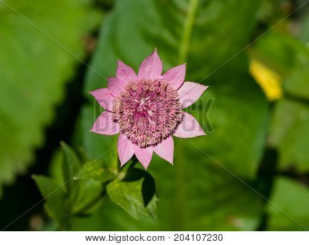Flower of Great masterwort or Astrantia maxima close-up selective focus shallow DOF.