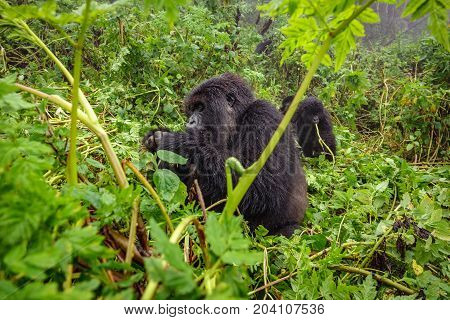Profile of mountain gorilla sit and feeding in the forest