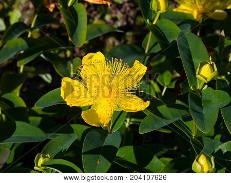 St. John's Wort or Yellow Rose of Sharon Hypericum calycinum flower close-up selective focus shallow DOF.