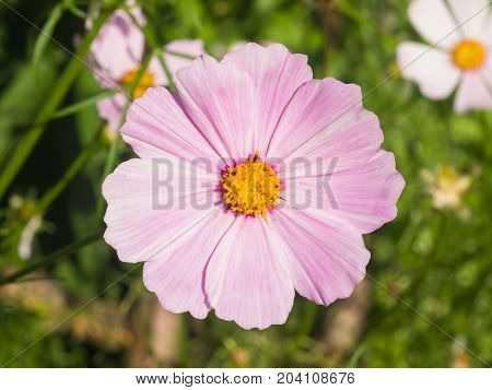 Mexican Aster or Garden cosmos Cosmos bipinnatus light-purple flower close-up selective focus shallow DOF.