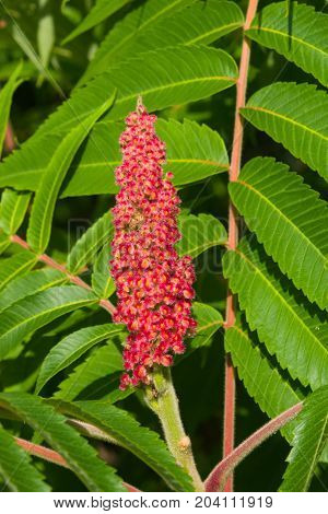 Red flower with green leaves on blooming Staghorn sumac Rhus typhina close-up selective focus shallow DOF.