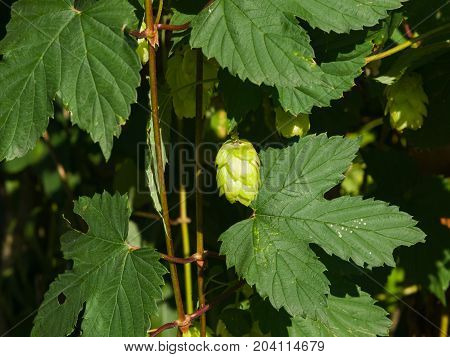 Green flower cones on Common Hop Humulus Lupulus close-up selective focus shallow DOF.