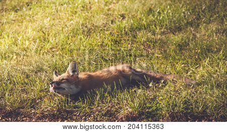 Young Red Fox (Vulpes vulpes) makes funny faces while relaxing in late afternoon sun, vintage garden setting