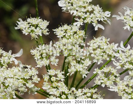 Flowers on dangerous plant Hogweed Sosnowski Heracleum sosnowskyi closeup selective focus shallow DOF.