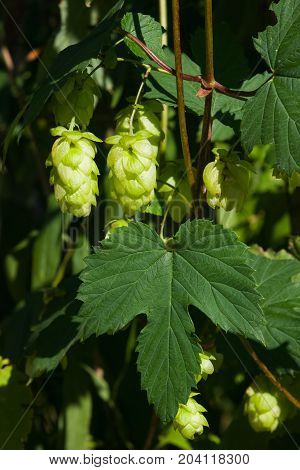 Green flower cones on Common Hop Humulus Lupulus close-up selective focus shallow DOF.