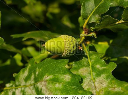Riping green acorn and leaves on oak quercus close-up selective focus shallow DOF.