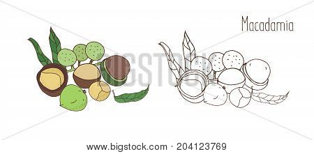 Colored and monochrome drawings of macadamia in shell and shelled with leaves. Delicious edible drupe or nut hand drawn in elegant vintage style. Natural vector illustration