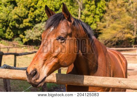 Horses Outdoors Paddocks