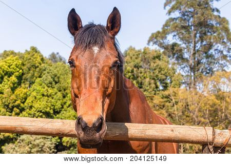 Horses Outdoors Paddocks