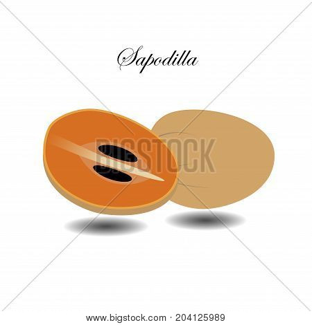 Sapodilla fruit vector illustration  fruit on white background vector