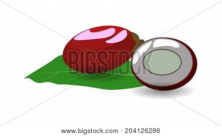 Miracle Fruit  fruit on white background vector