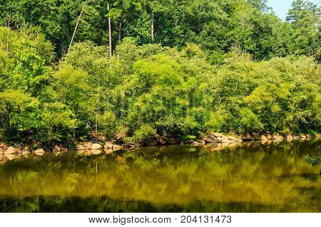New Green Trees by River in Summer