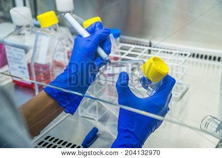 Laboratory work at the steril bank with cell culture flasks and tubes.