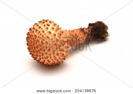 pholiota squarrosa mushroom commonly known as the shaggy scalycap