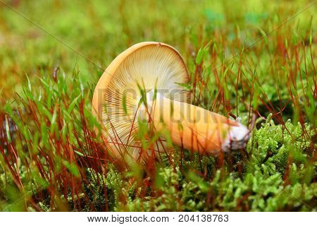 edible lactarius volemus mushroom in the woods