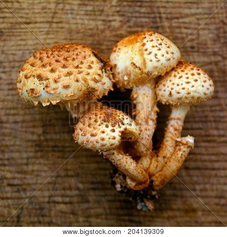pholiota squarrosa mushroom commonly known as the shaggy scalycap