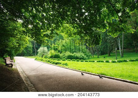 Pedestrian path in the summer green city park on a background of lush foliage of trees