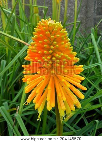 Young Kniphofia / Red Hot Poker in the Grass