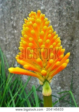 Small, Orange Kniphofia / Red Hot Poker in the Grass