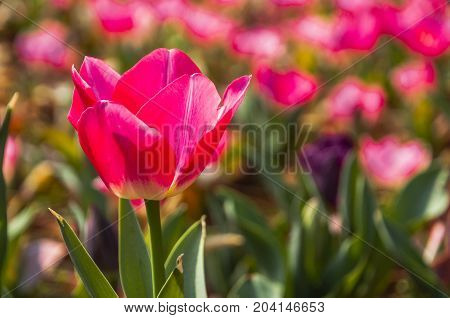 Beautiful tulips flower close up in garden