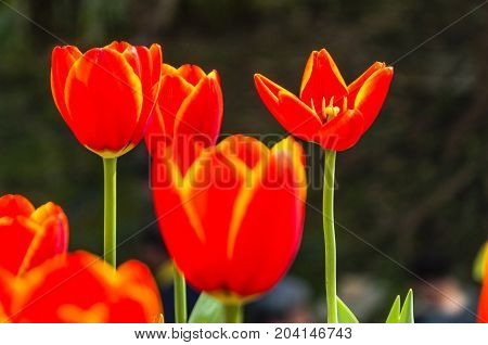 Beautiful tulips flower close up in garden