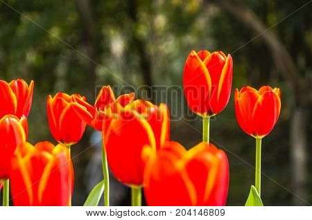 Beautiful tulips flower close up in garden