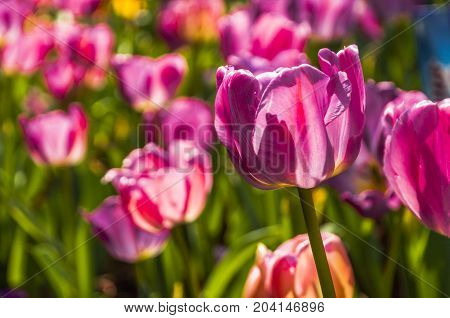 Beautiful tulips flower close up in garden