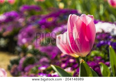 Beautiful tulips flower close up in garden