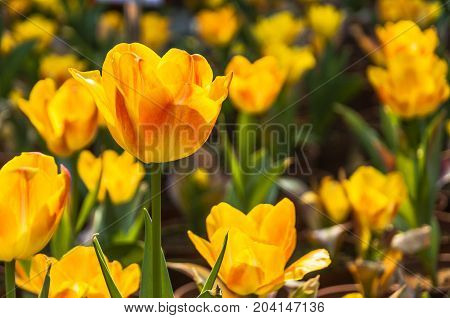 Beautiful tulips flower close up in garden
