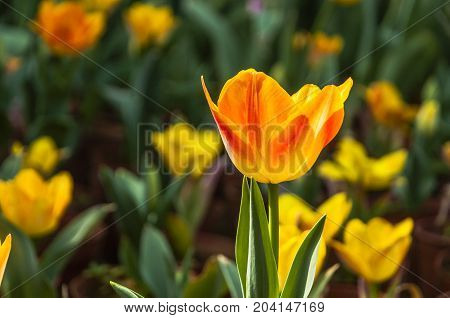 Beautiful tulips flower close up in garden