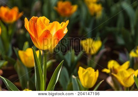 Beautiful tulips flower close up in garden