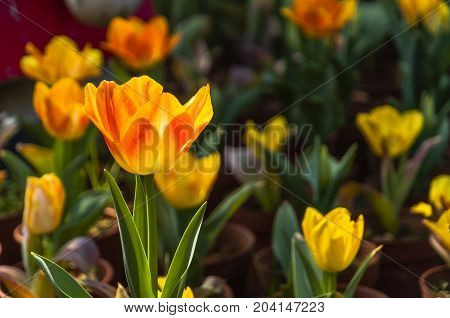 Beautiful tulips flower close up in garden