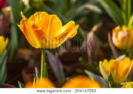 Beautiful tulips flower close up in garden