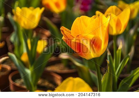Beautiful tulips flower close up in garden